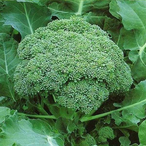Broccoli Anastya Vegetable Seeds